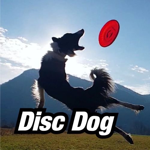 Disc Dog